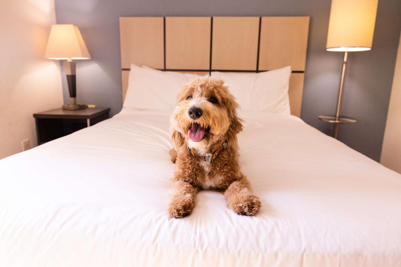 Sonesta Simply Suites Clearwater Buitenkant foto